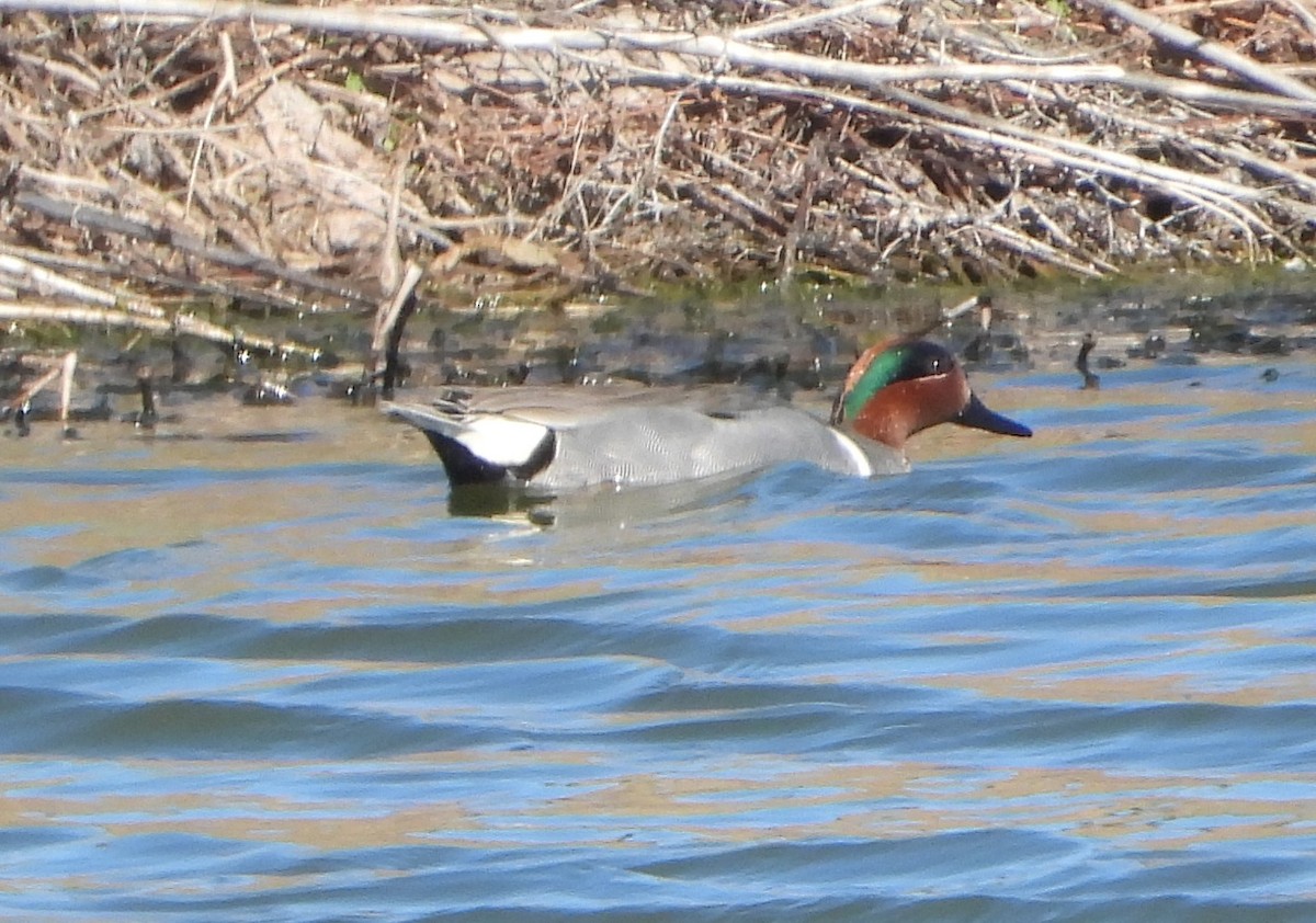 Green-winged Teal - ML617675368