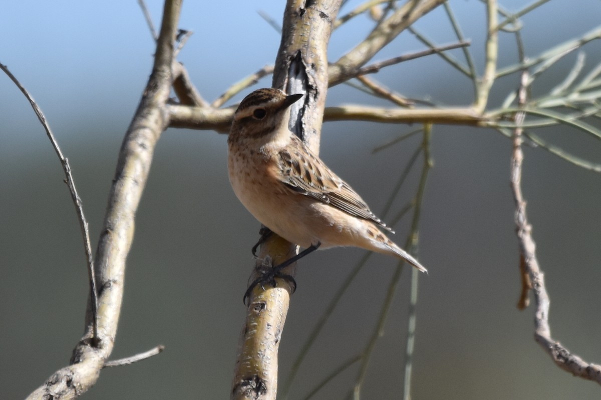 Whinchat - ML617675476