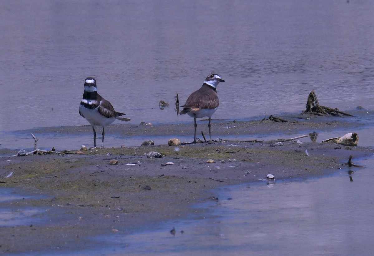 Killdeer - ML617675578