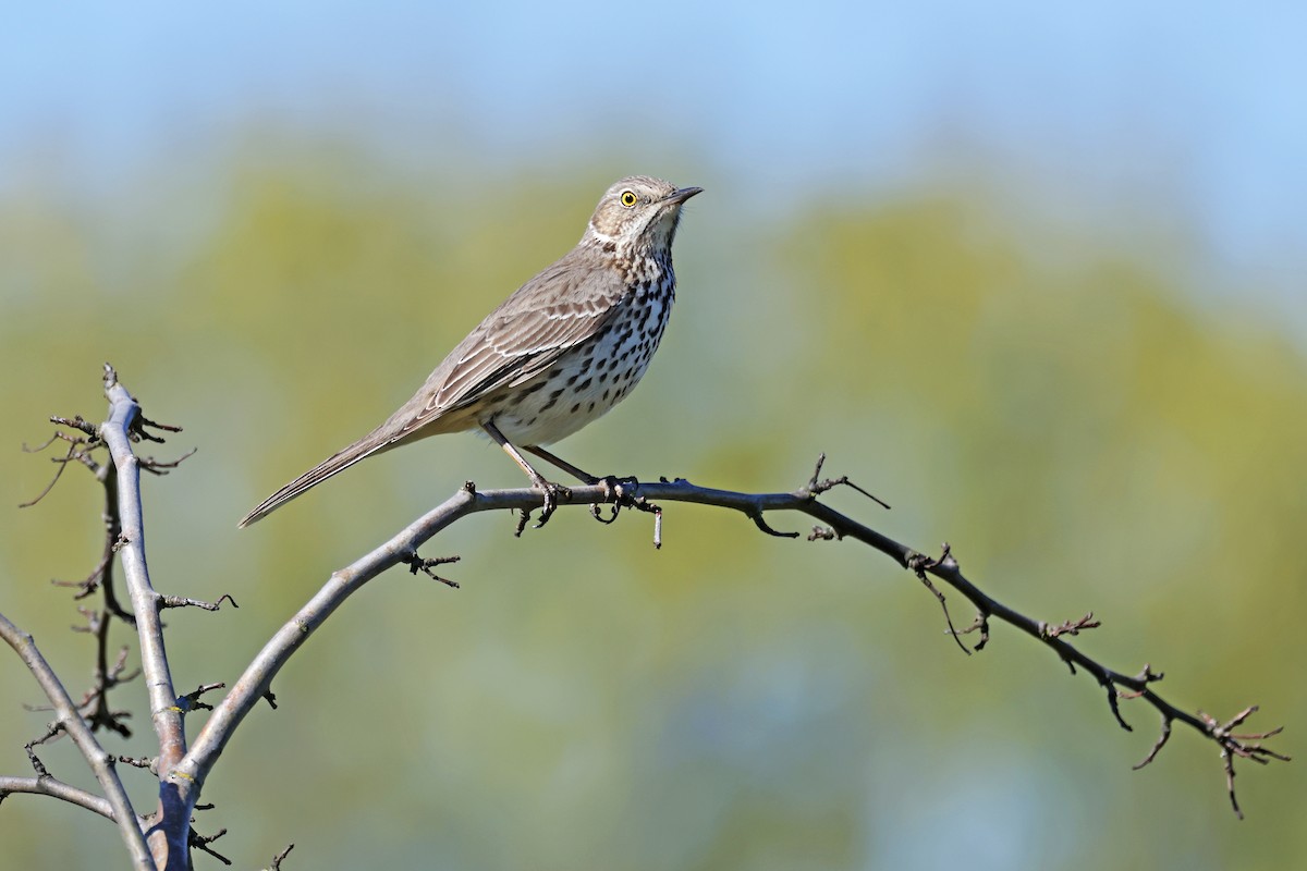 Sage Thrasher - Nathan Wall