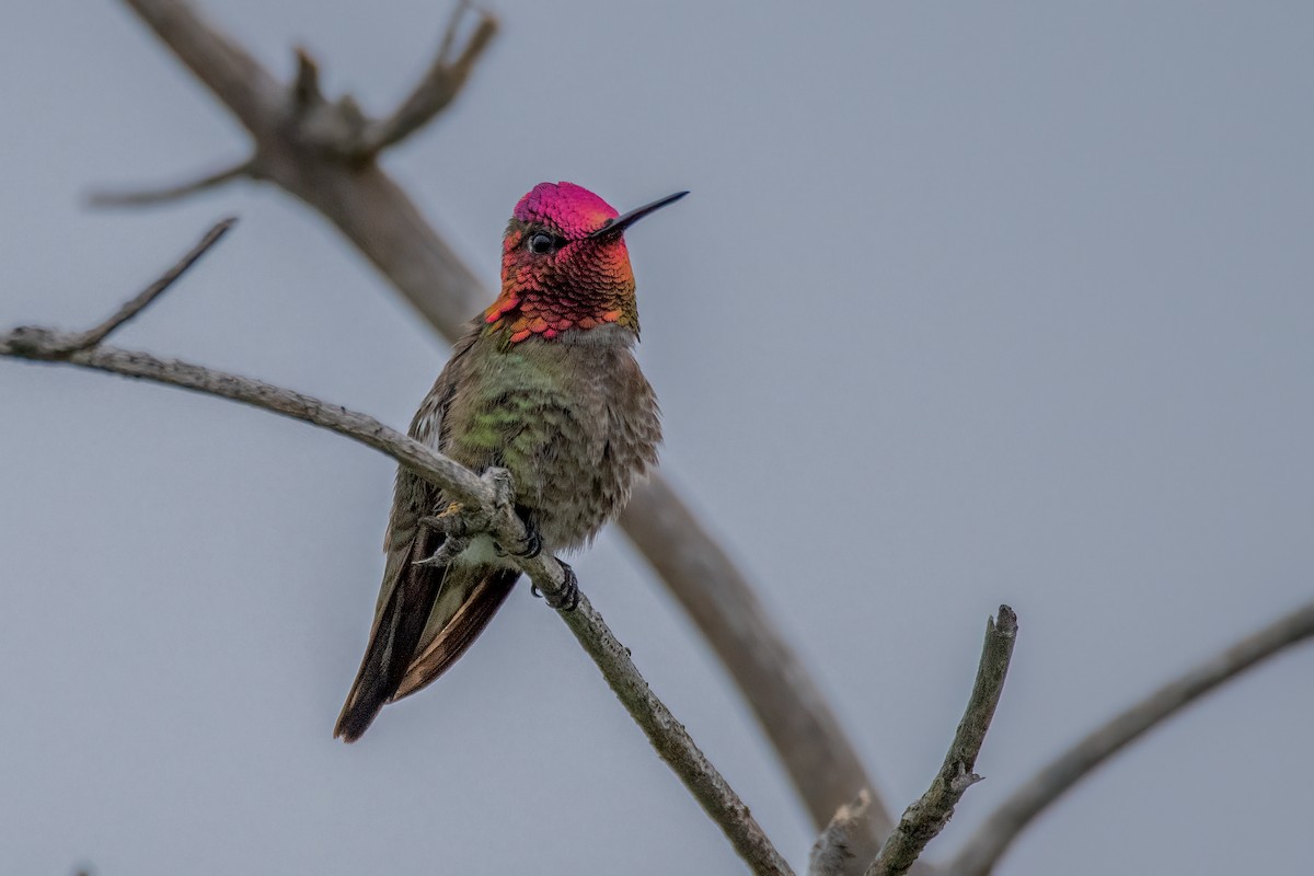 Anna's Hummingbird - David Ornellas