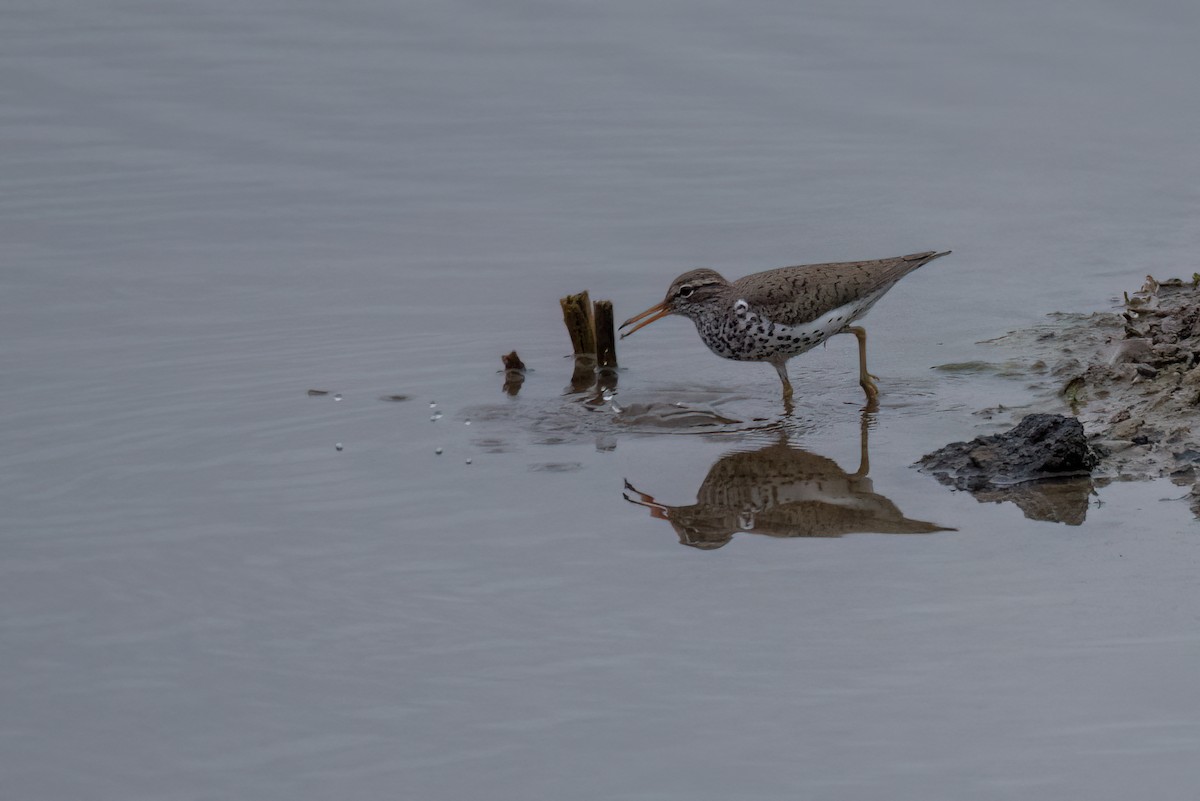 Spotted Sandpiper - David Ornellas