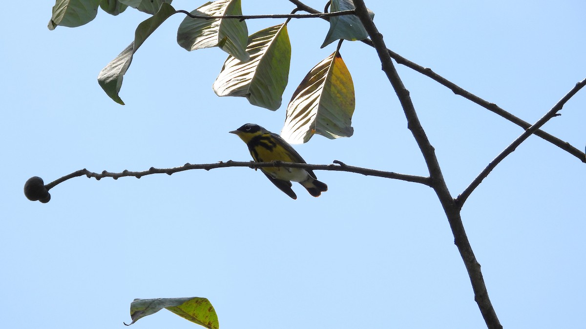 Magnolia Warbler - ML617675682