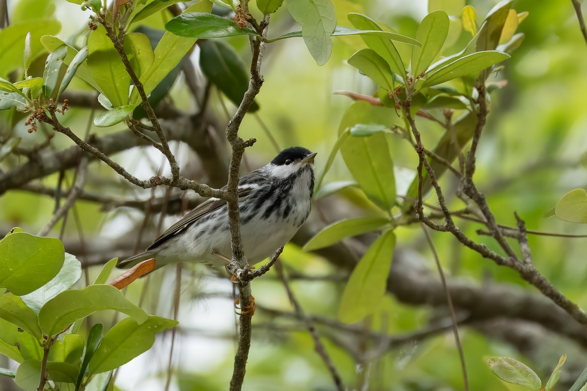 Blackpoll Warbler - Susan Fears