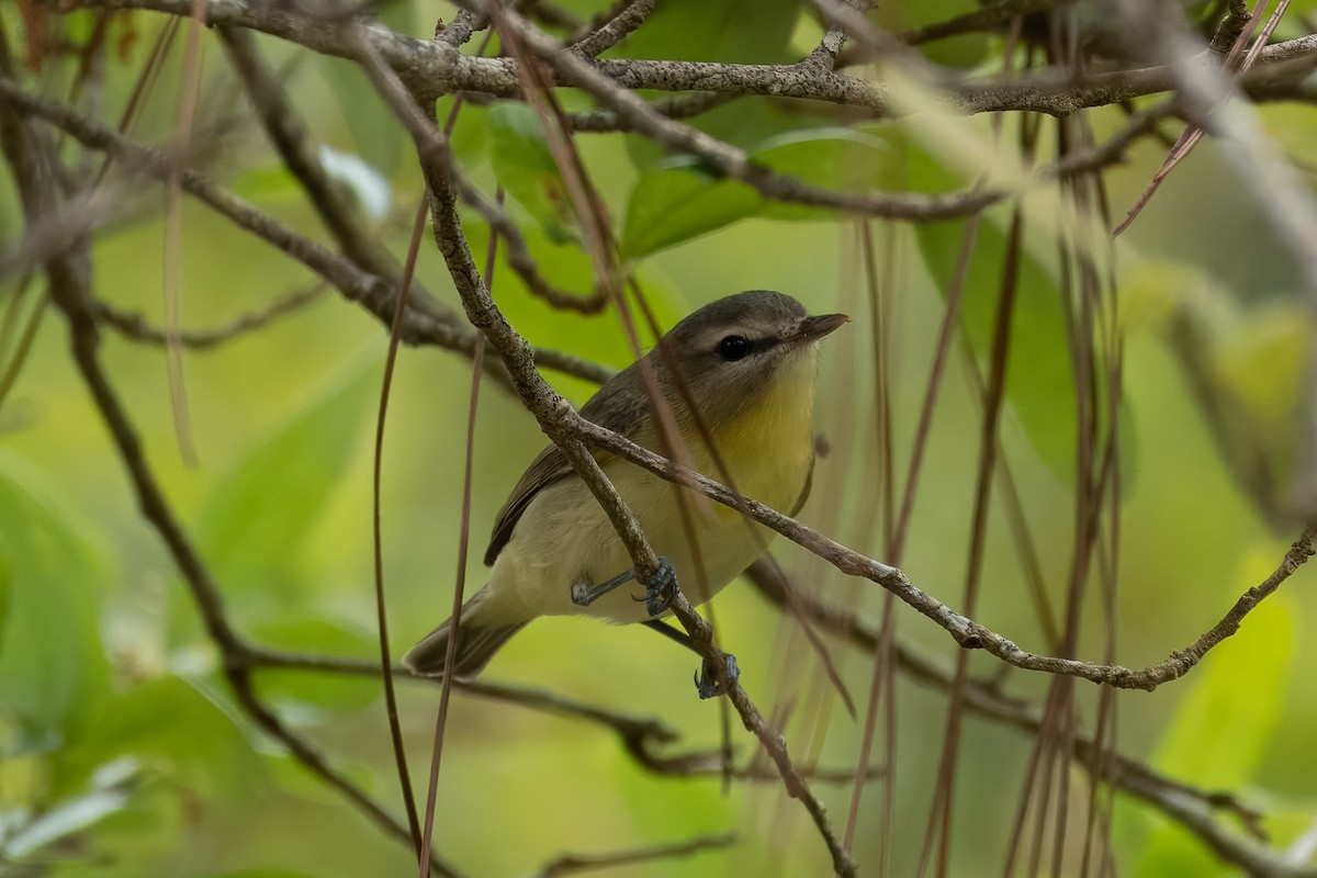 Philadelphia Vireo - Susan Fears