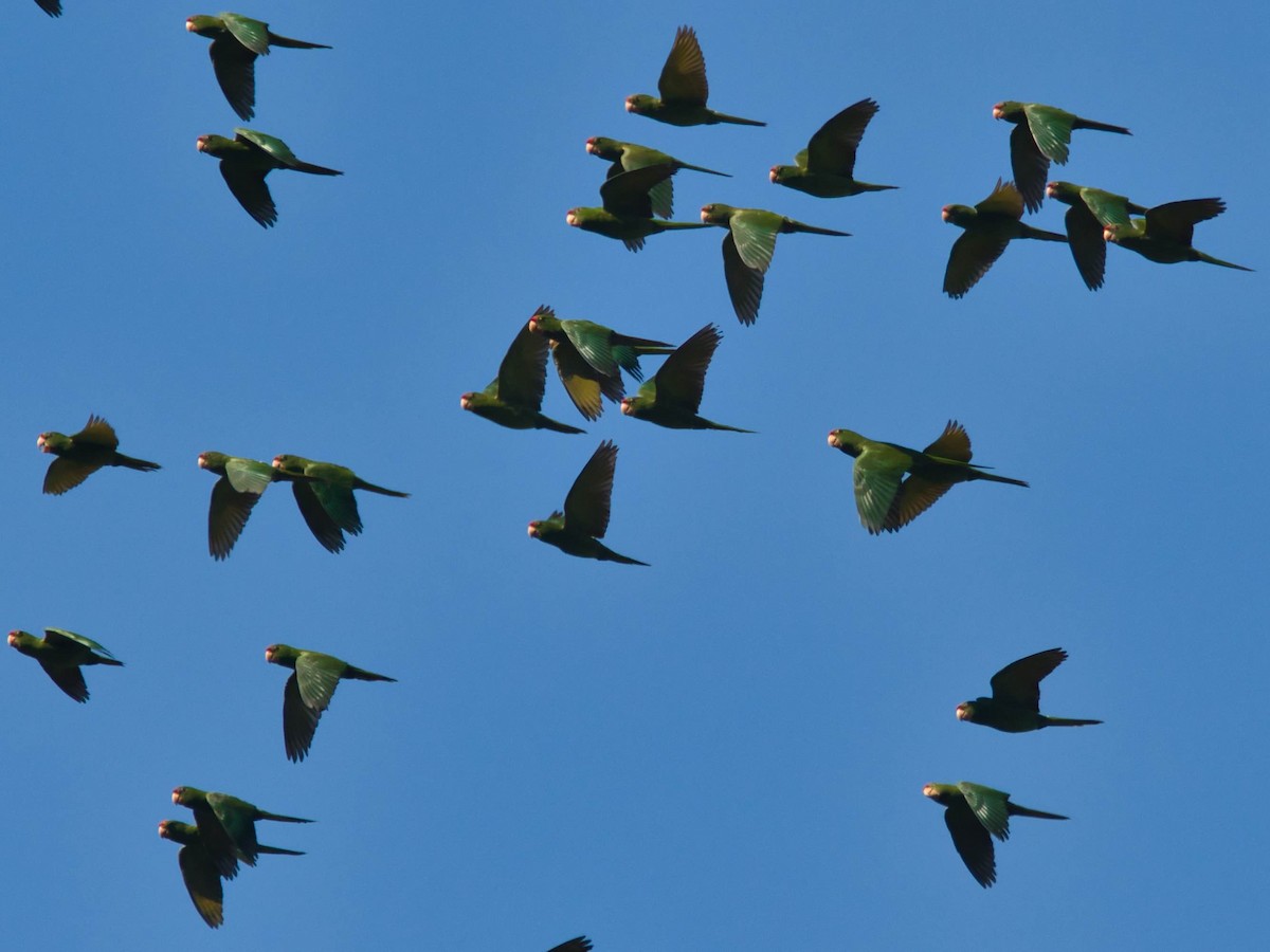 Scarlet-fronted Parakeet - Eric Carpenter