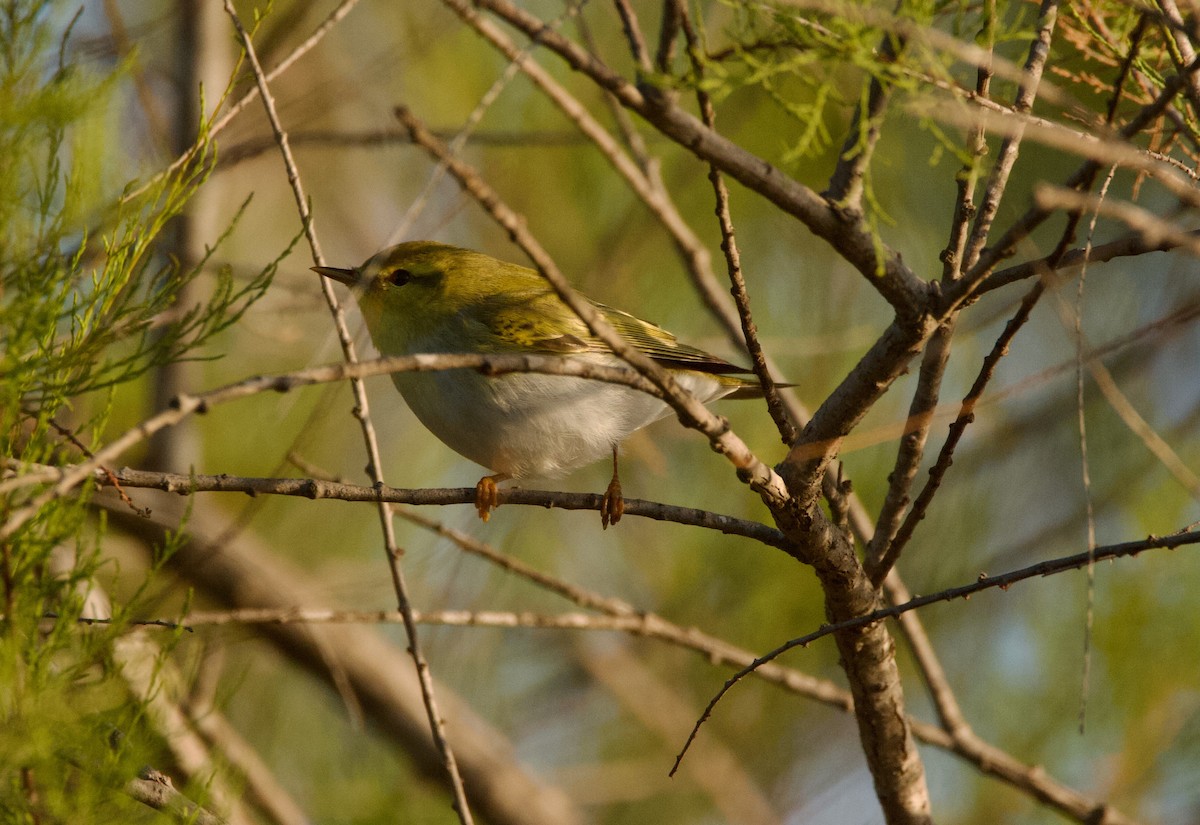 Wood Warbler - ML617676182