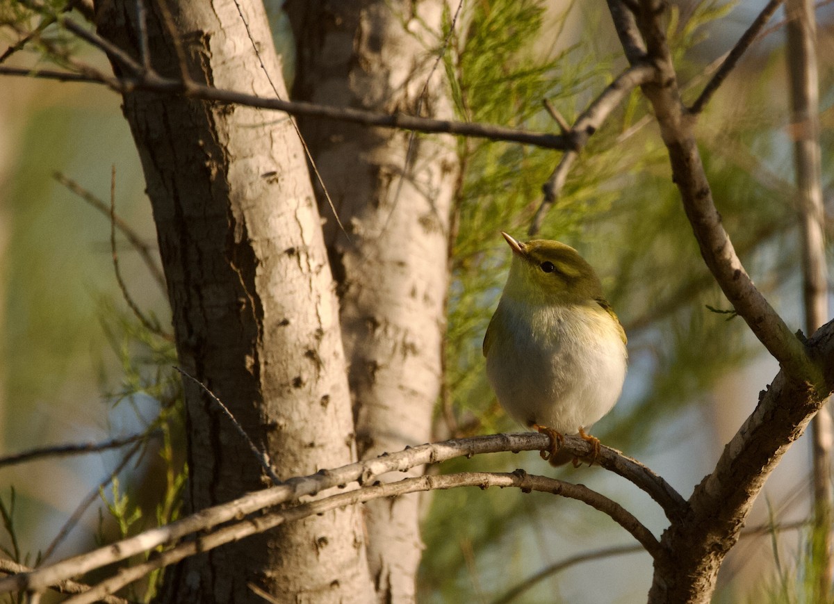 Wood Warbler - ML617676183