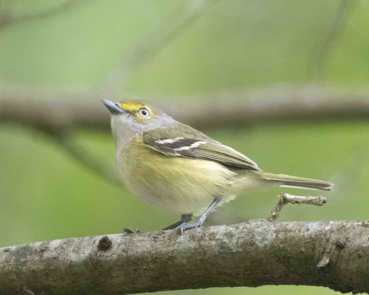 White-eyed Vireo - ML617676201