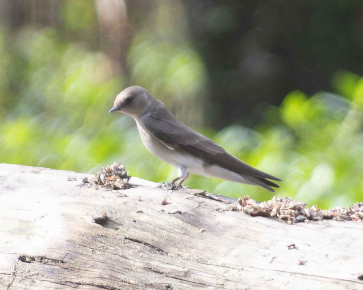Northern Rough-winged Swallow - ML617676219