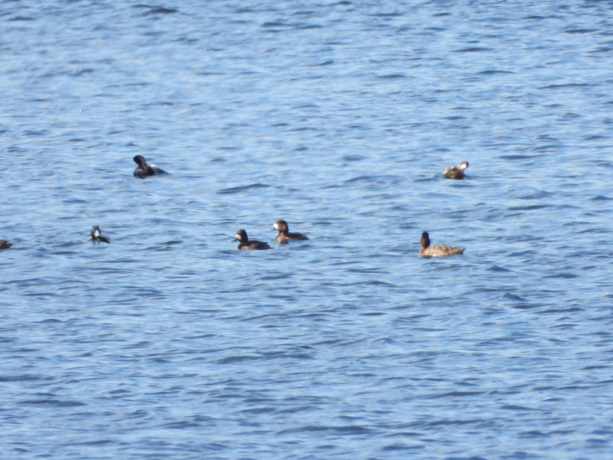 Greater Scaup - ML617676254