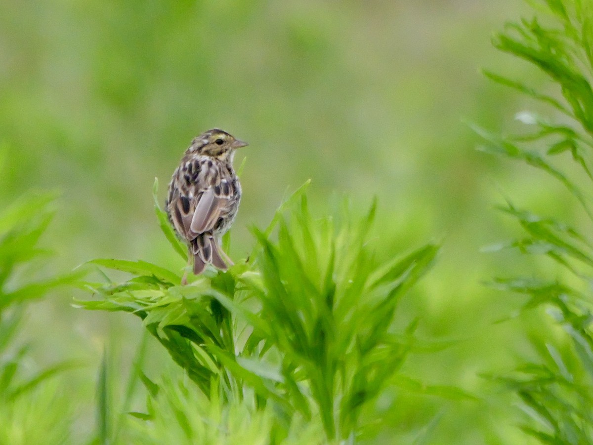 Savannah Sparrow - Jeff Osborne