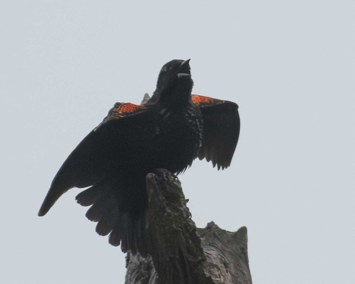 Red-winged Blackbird - ML617676261