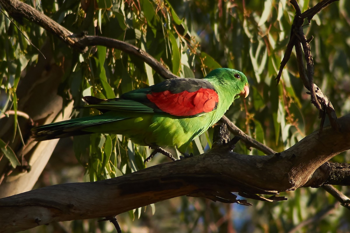 Папужець-червонокрил австралійський - ML617676302