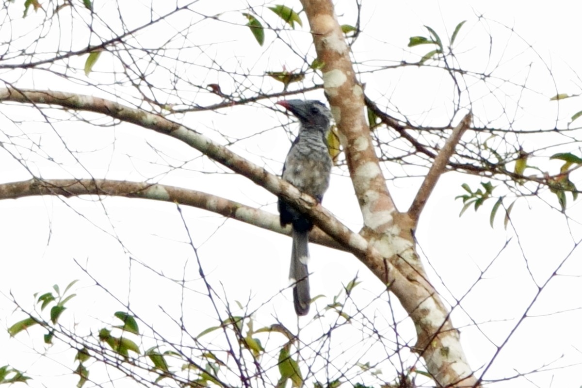 Western Dwarf Hornbill - ML617676306