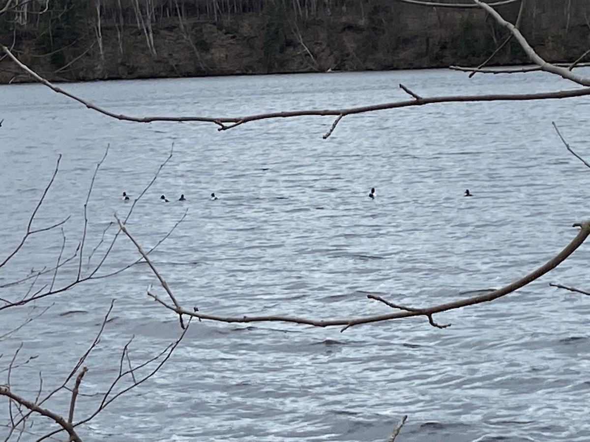 Bufflehead - ML617676323