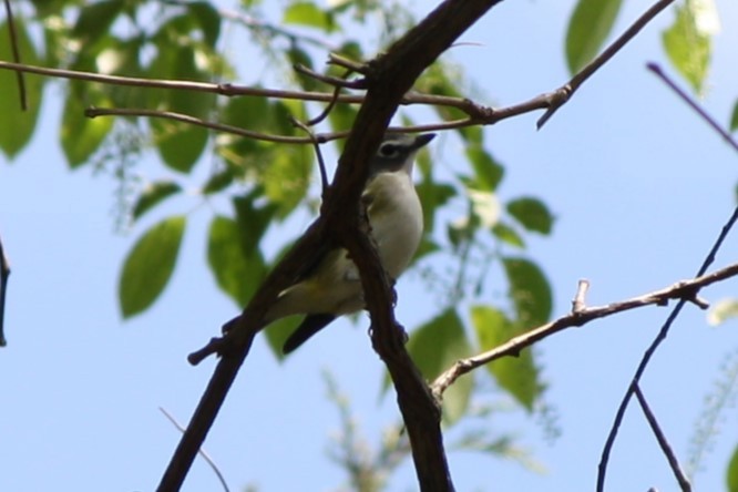 Blue-headed Vireo - Jim Pearson