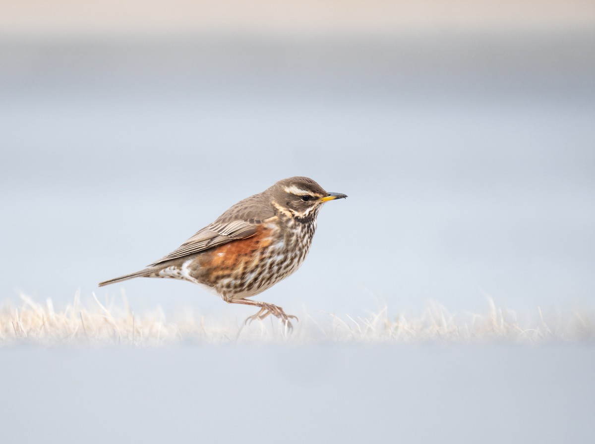 Redwing - ML617676363