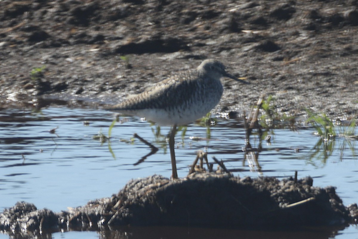 Greater Yellowlegs - ML617676368