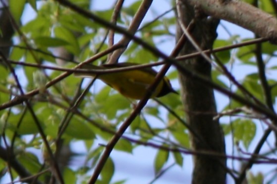 Hooded Warbler - Jim Pearson