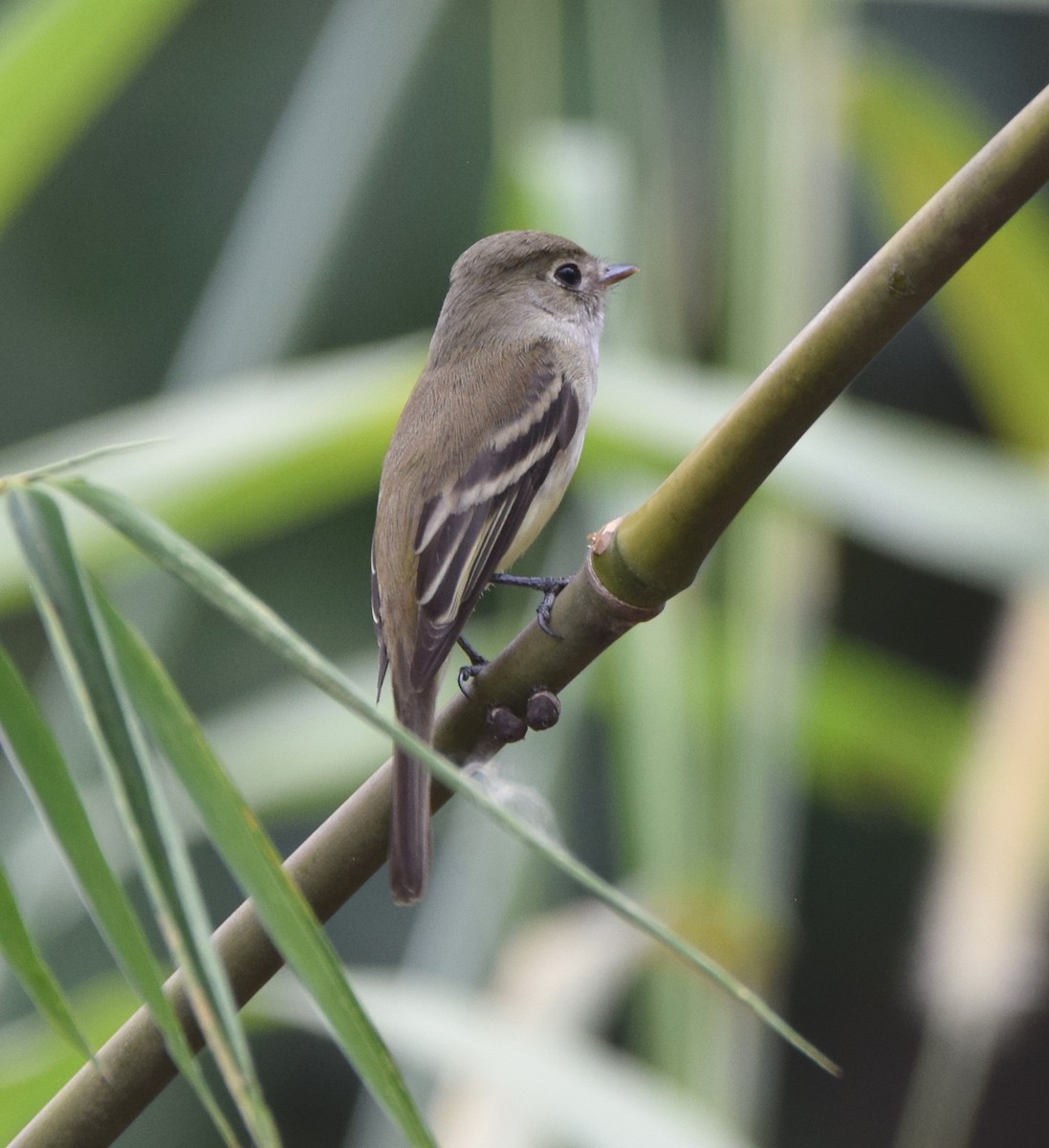 Least Flycatcher - ML617676381