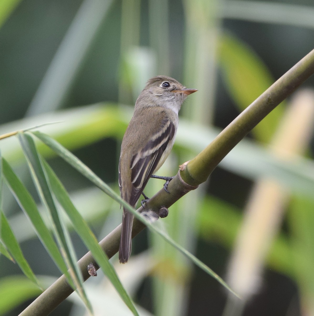 Least Flycatcher - ML617676382