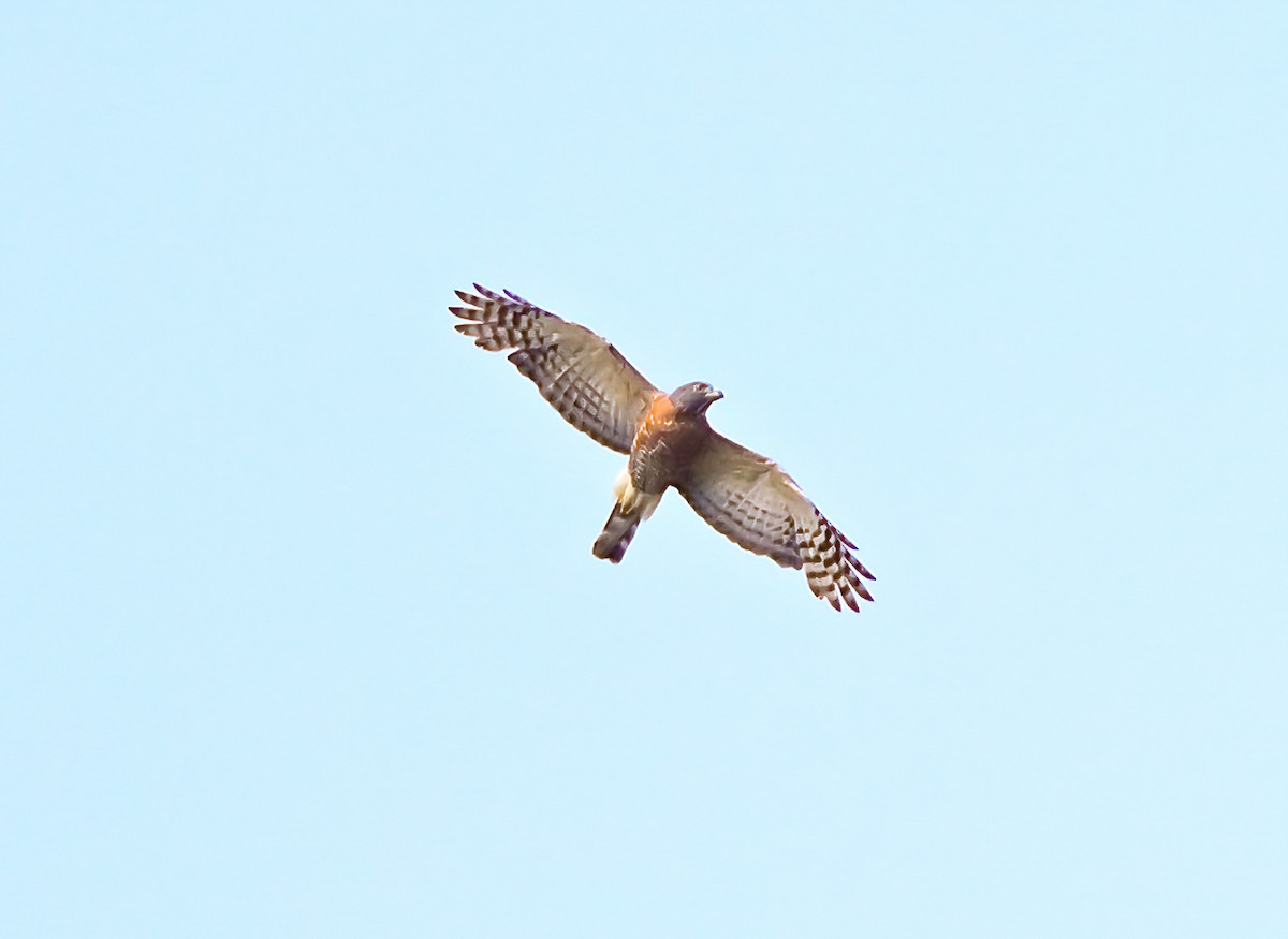 Double-toothed Kite - ML617676390