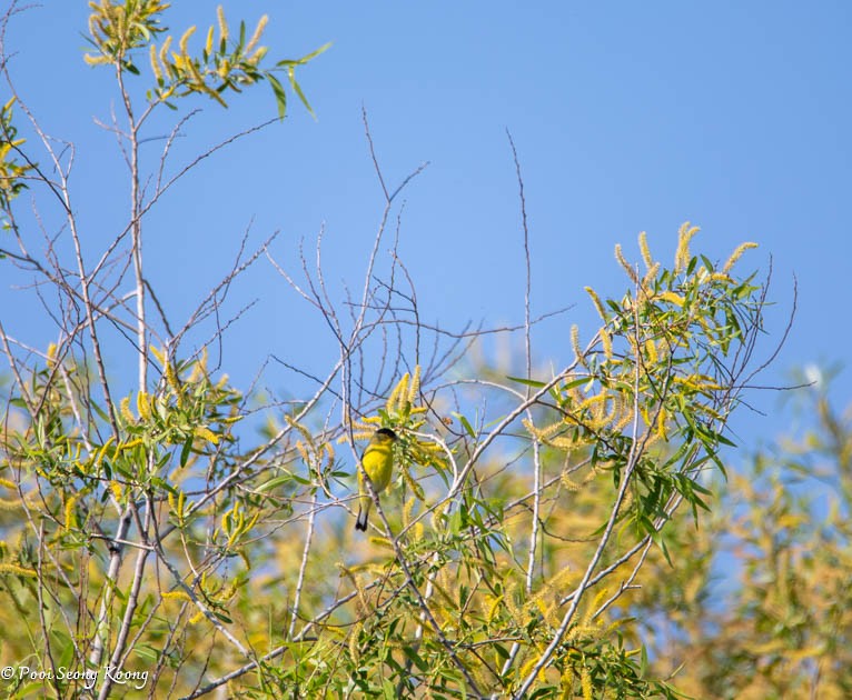 Lesser Goldfinch - Pooi Seong Koong