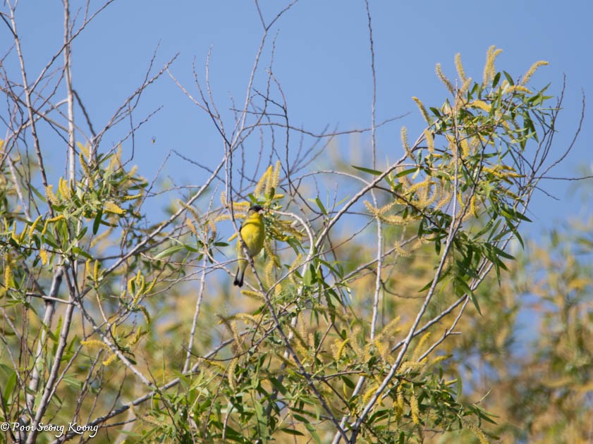 Lesser Goldfinch - Pooi Seong Koong