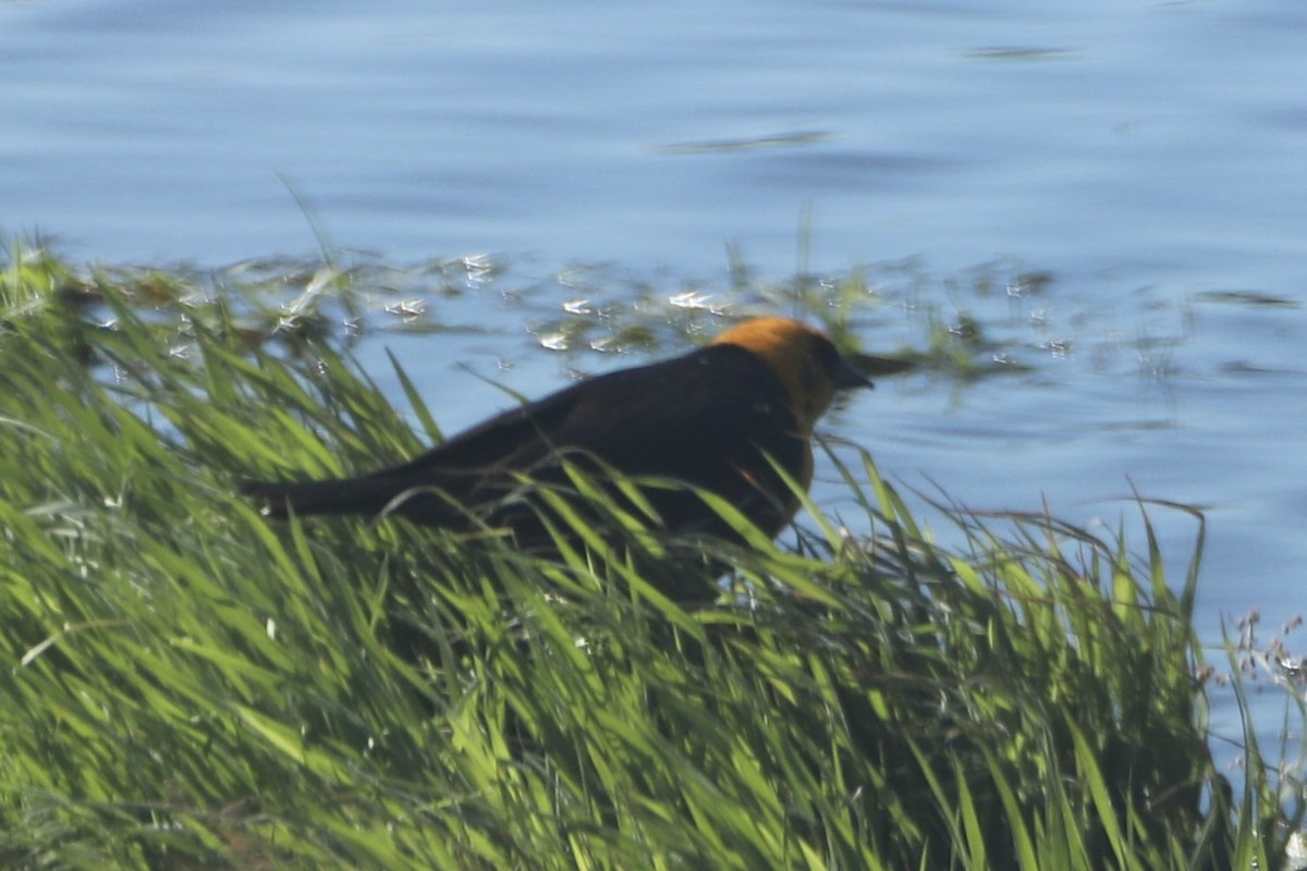 Yellow-headed Blackbird - Kathryn Smith