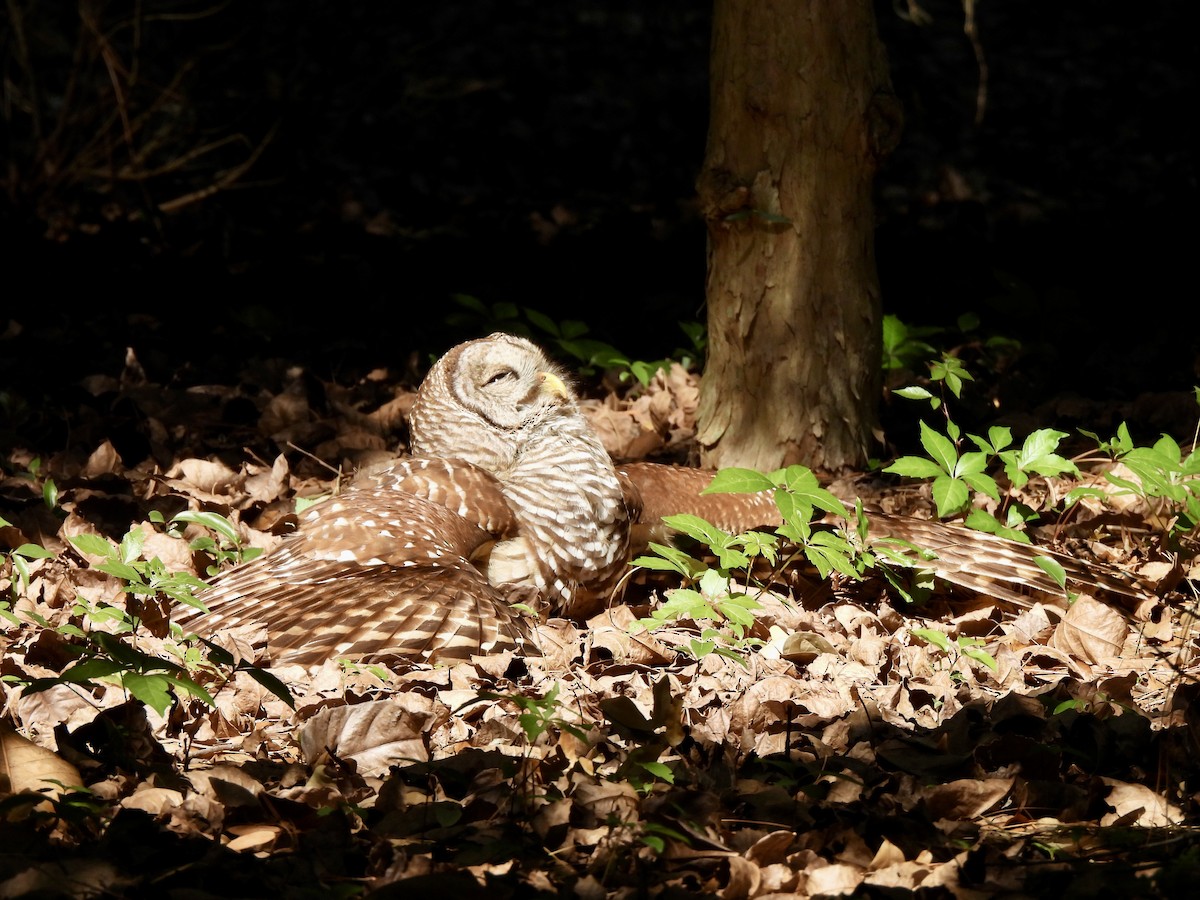 Barred Owl - ML617676454