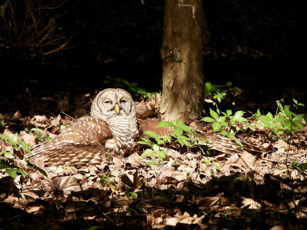 Barred Owl - ML617676455