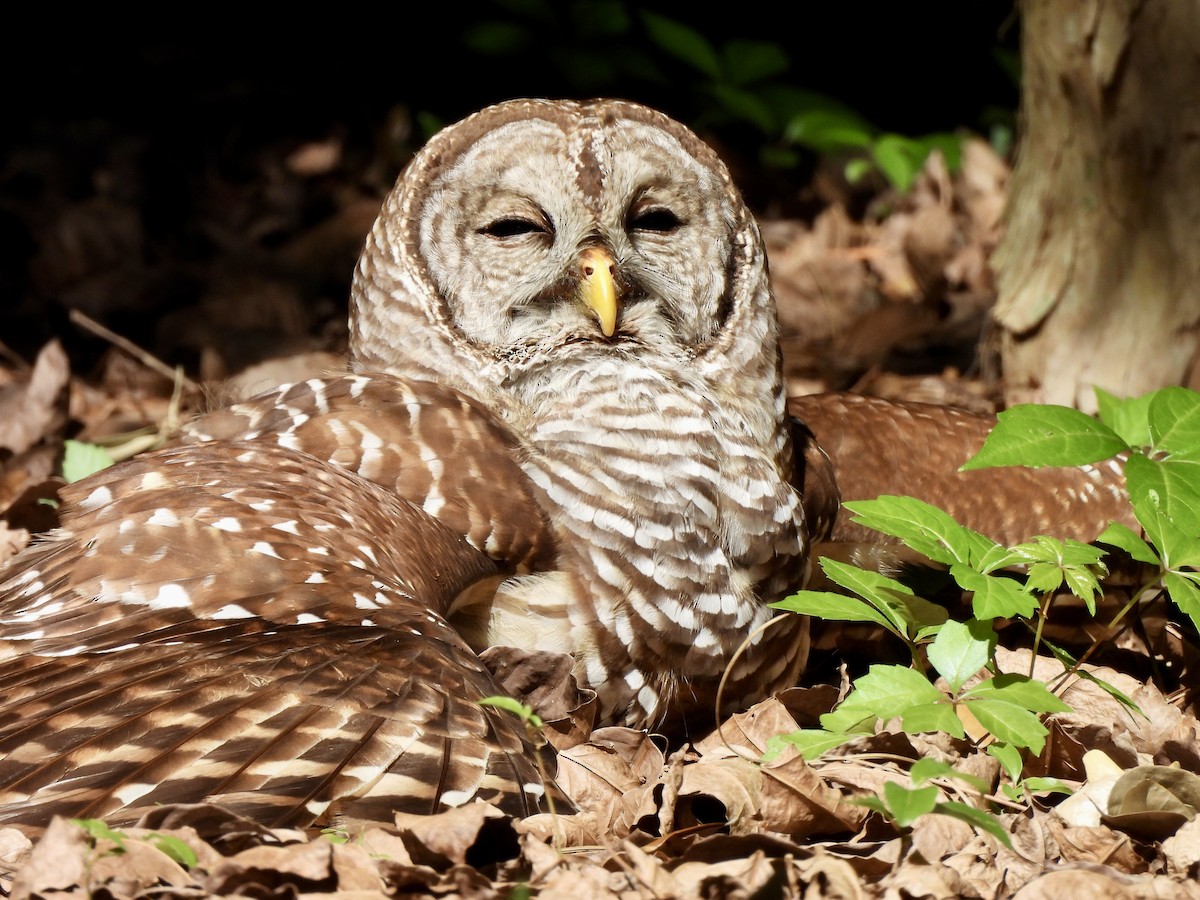 Barred Owl - ML617676456