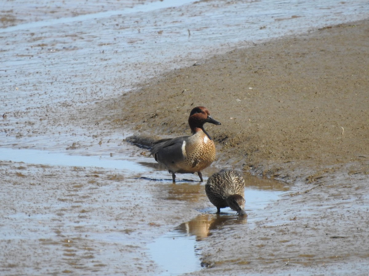 Green-winged Teal - ML617676469