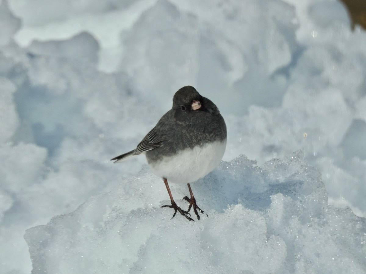 Dark-eyed Junco - Stephanie  Tickner