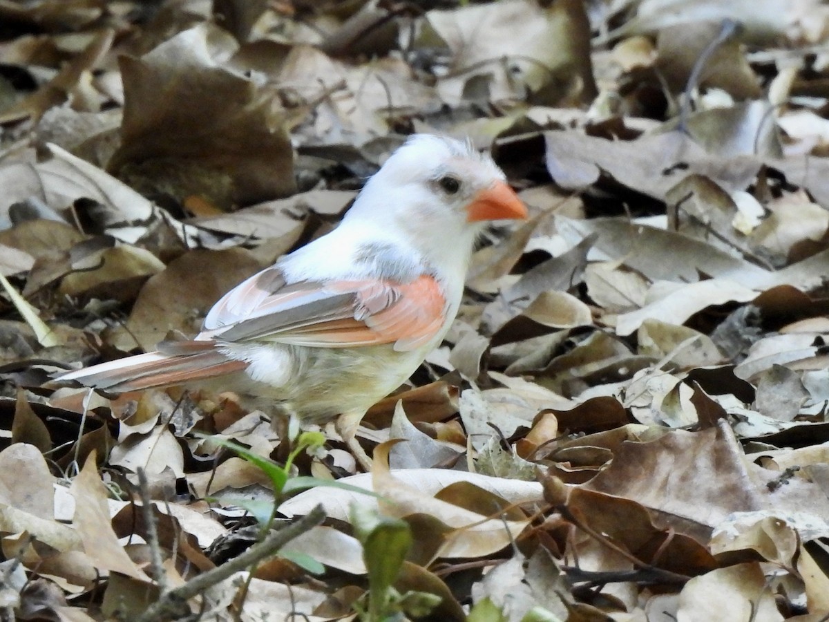 Northern Cardinal - ML617676497