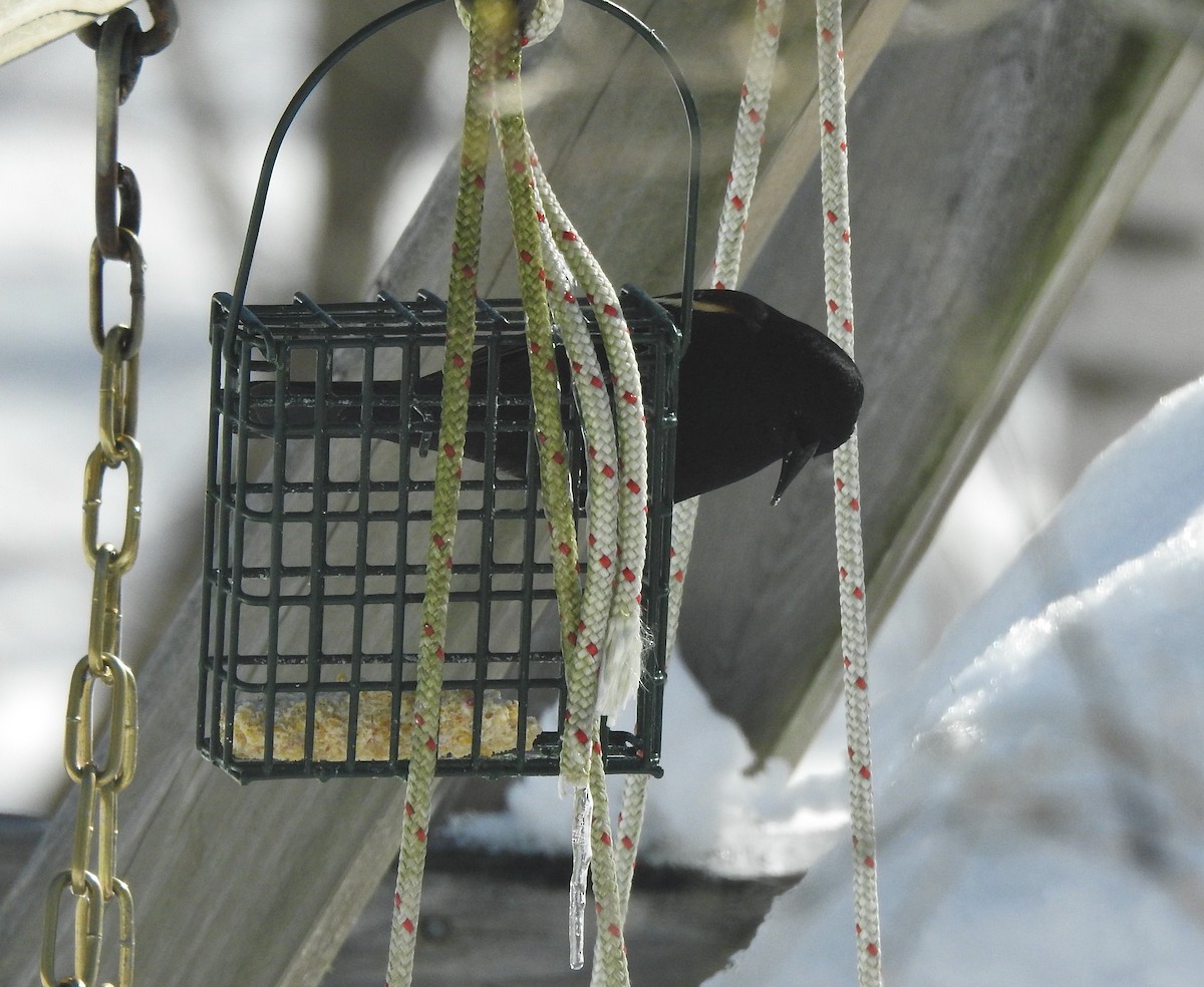 Red-winged Blackbird - Stephanie  Tickner