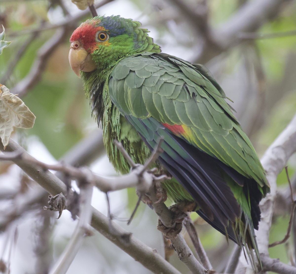 Red-crowned x Red-lored Amazon (hybrid) - ML617676523