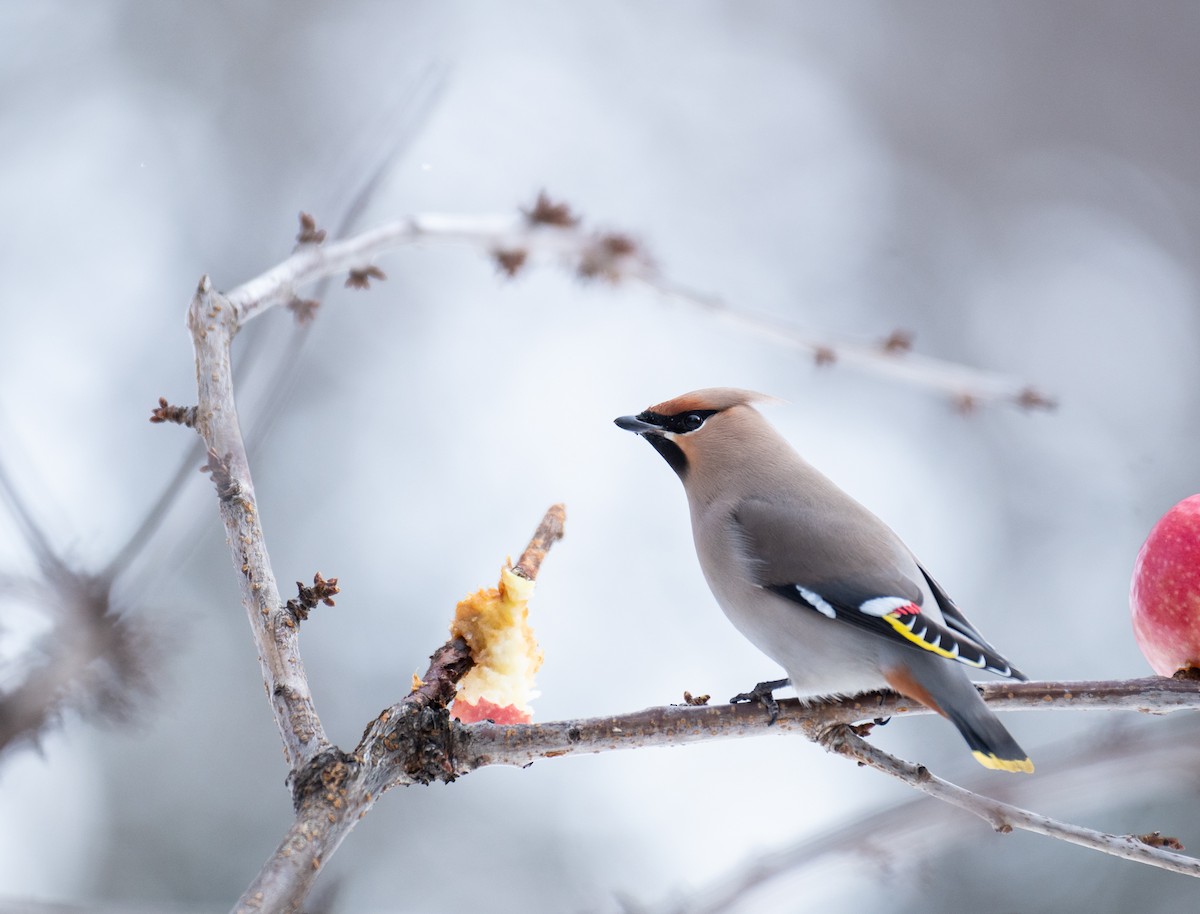 brkoslav severní - ML617676524