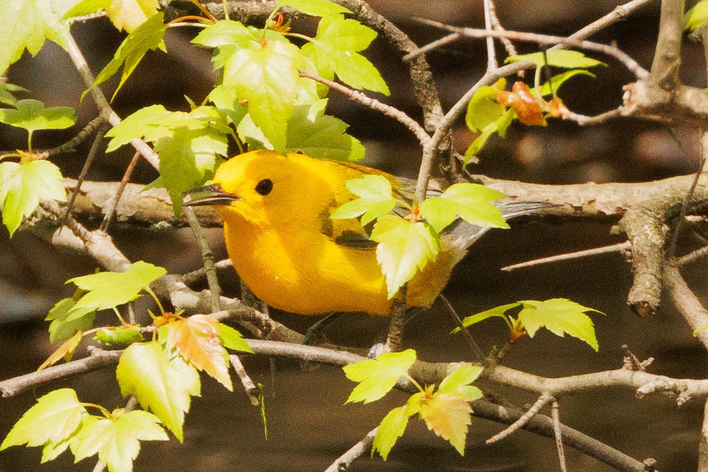 Prothonotary Warbler - ML617676546