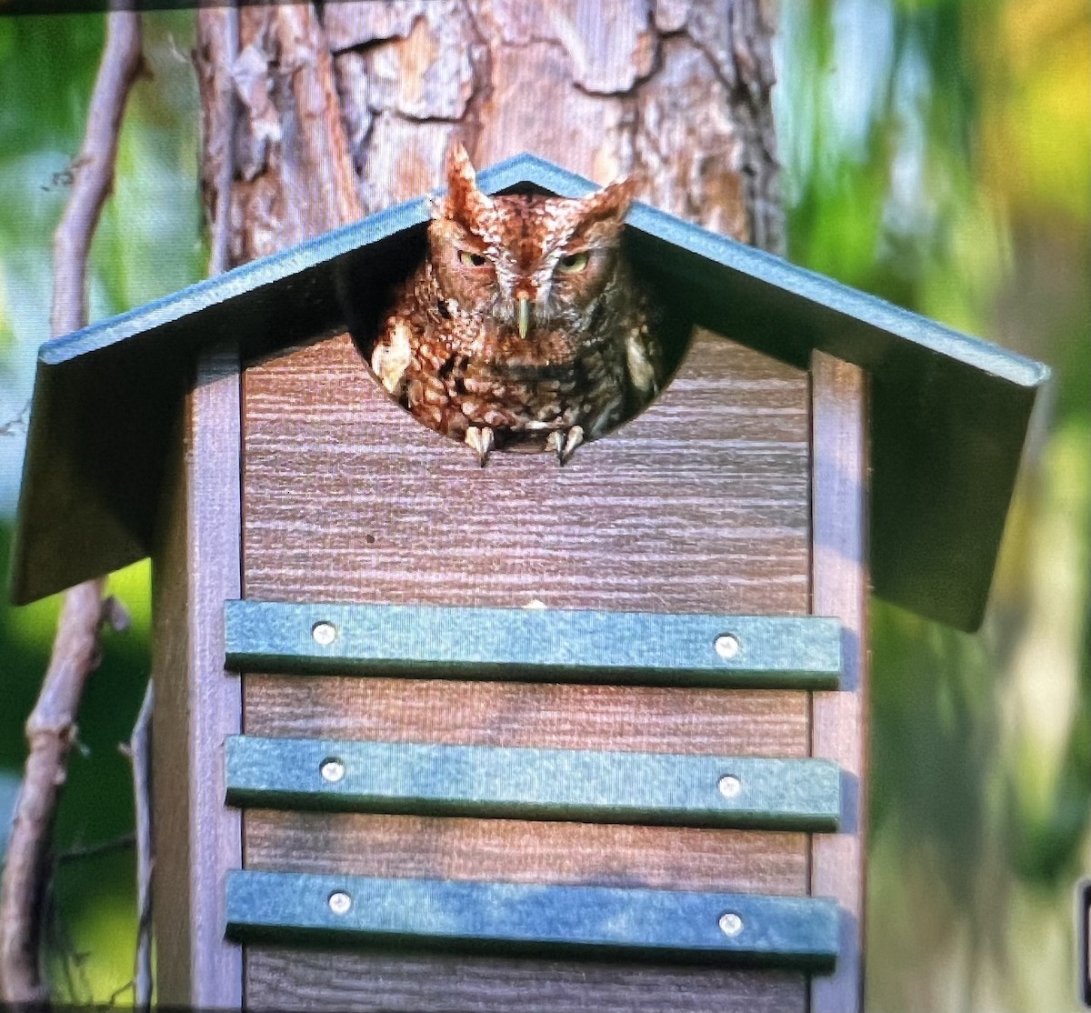 Eastern Screech-Owl - ML617676557