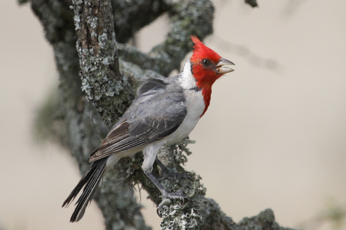 Red-crested Cardinal - ML617676569