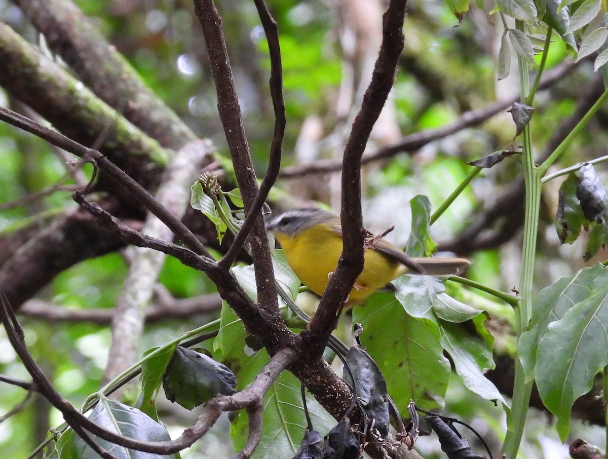 Golden-crowned Warbler - ML617676642