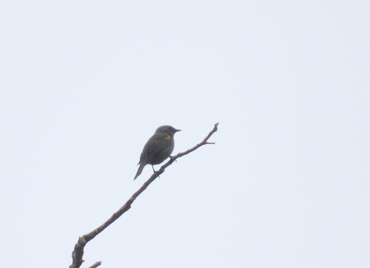 Golden-chevroned Tanager - Rodrigo Quadros