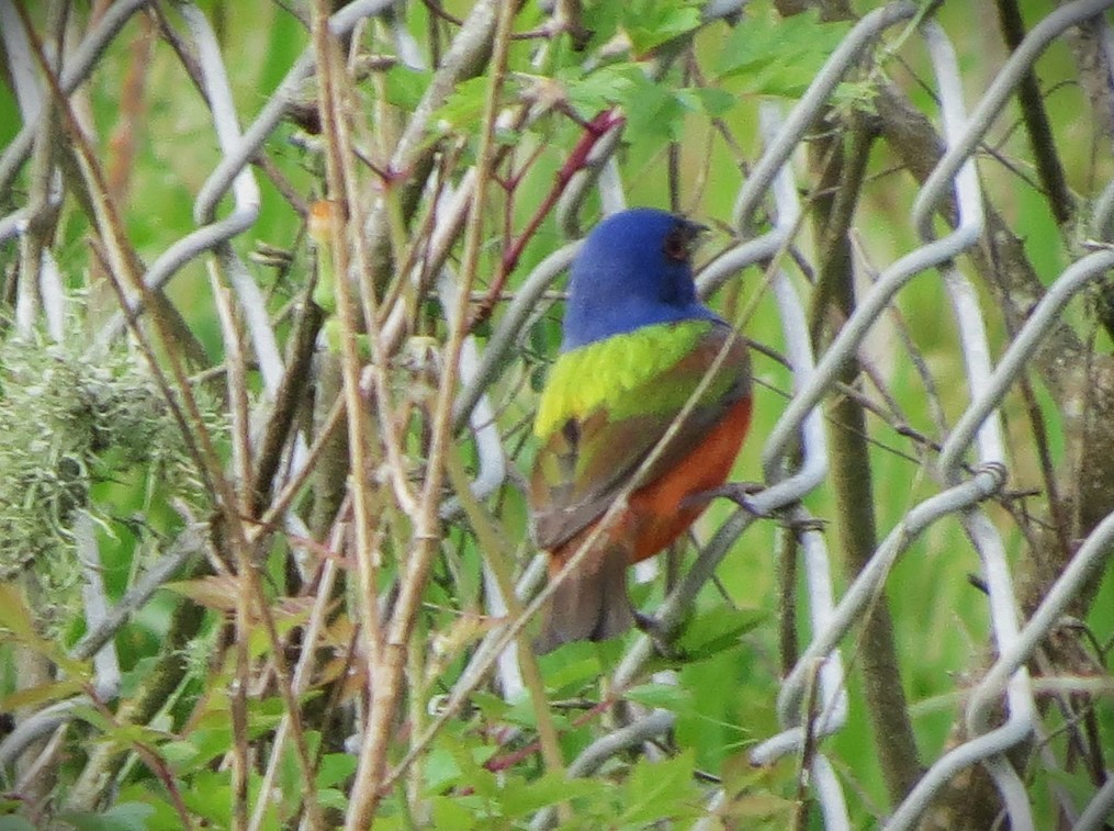 Painted Bunting - Brian Johnston