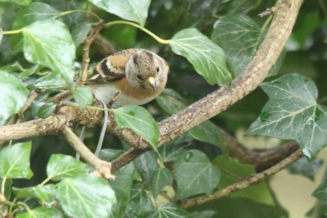 Brambling - ML617676716