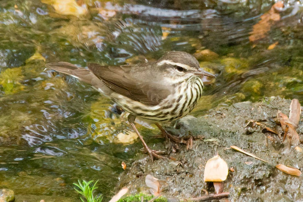 Louisiana Waterthrush - ML617676750