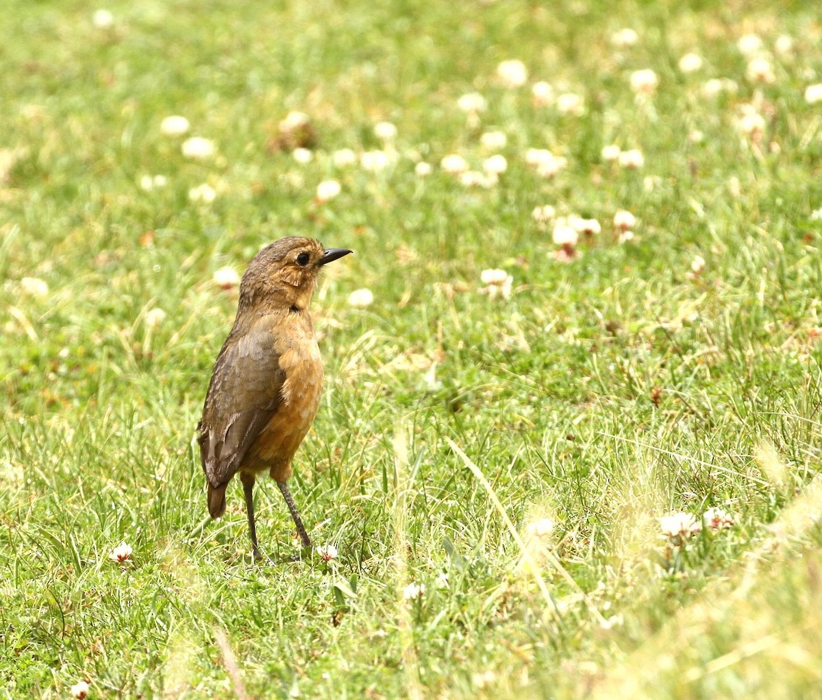 Tawny Antpitta - Gisèle Labonté