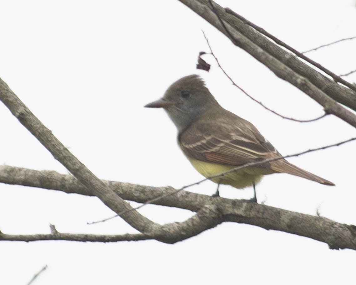 Great Crested Flycatcher - ML617676776