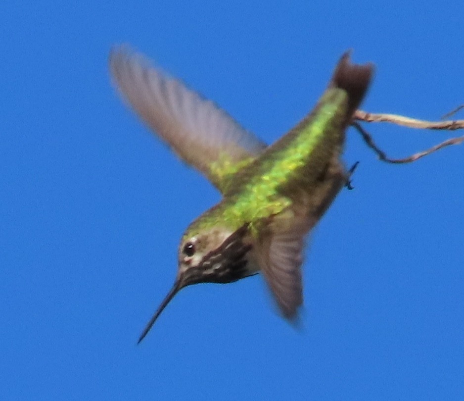 Calliope Hummingbird - ML617676815
